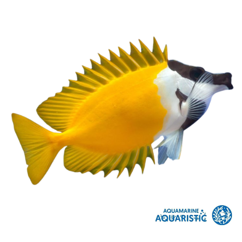 15-20CM Foxface (Siganus vulpinus)