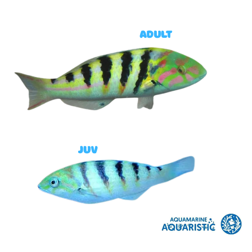 Sixbar Wrasse (Thalassoma hardwicke)