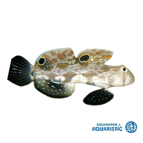 Twinspot Goby (Signigobius biocellatus)