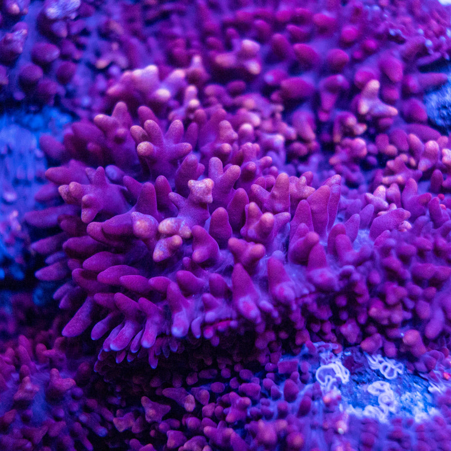 Assorted Pink Fluffy Mushroom Coral (Per Polyp) – Live Mushroom Coral For Sale Australia