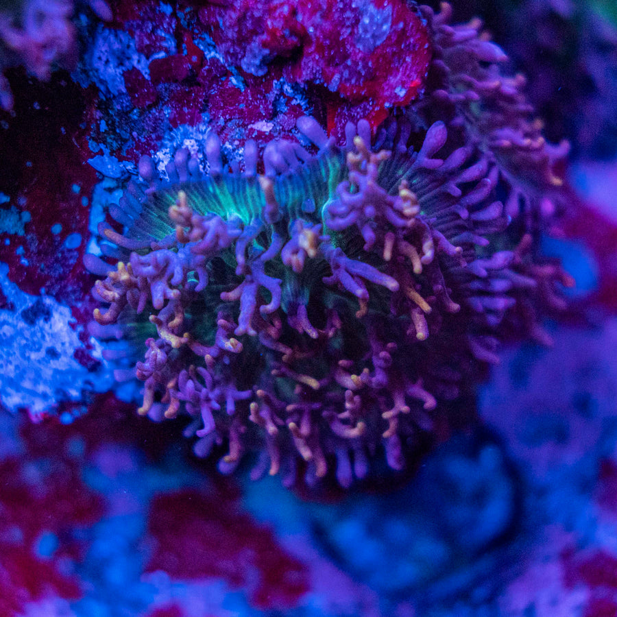Assorted Unique Fluffy Mushroom Coral – Live Mushroom Coral For Sale Australia