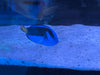 Blue tang (Paracanthurus hepatus)
