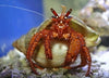 Hairy Red Hermit Crab