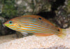 Melanurus Wrasse (Halichoeres melanurus)