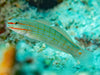 Crosshatch goby (Amblygobius decussatus)