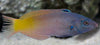 Two tone wrasse (Halichoeres prosopeion)