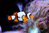 Snowflake clownfish (Amphiprion ocellaris)