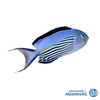 Male Watanabe's Angelfish (Genicanthus watanabei)