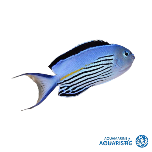 Male Watanabe's Angelfish (Genicanthus watanabei)