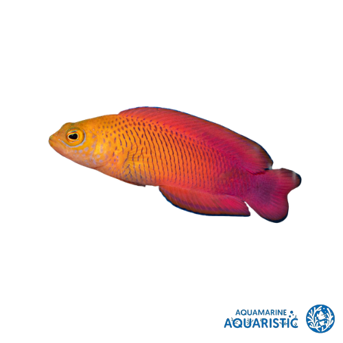 Oblique-lined Dottyback (Cypho purpurascens)