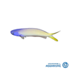 Starks Tilefish (Hoplolatilus starcki)