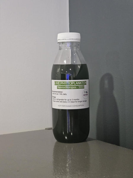 500ml Live Phytoplankton