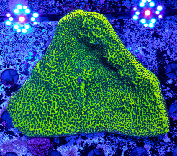 Montipora