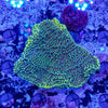 Montipora