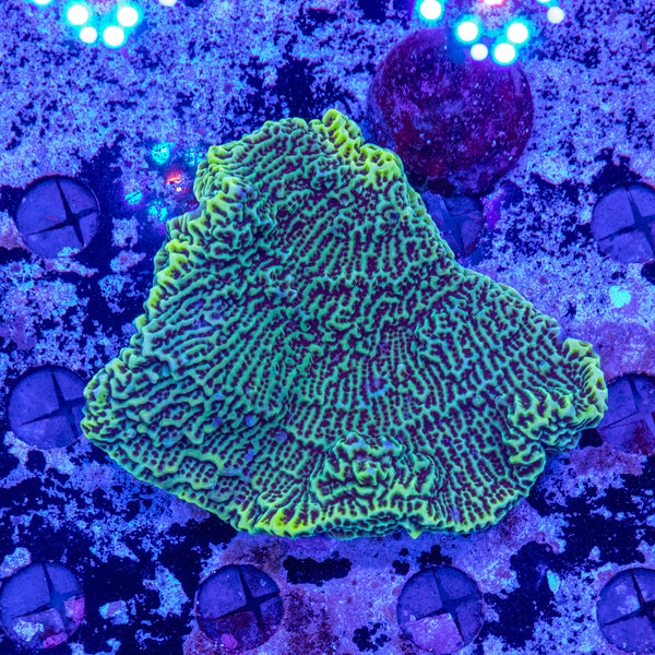 Montipora