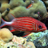 Red squirrelfish (Sargocentron rubrum)
