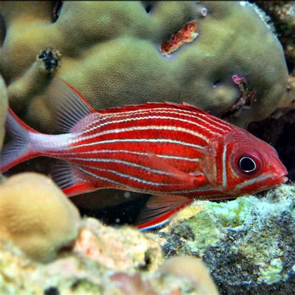 Red squirrelfish (Sargocentron rubrum)