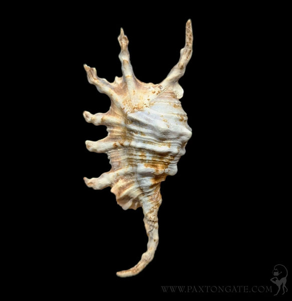 Scorpian Strombus