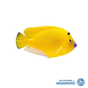 Flagfin Angefish (Apolemichthys trimaculatus)
