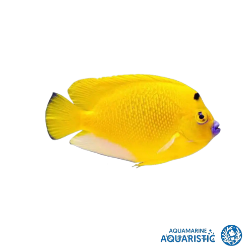 Flagfin Angefish (Apolemichthys trimaculatus)