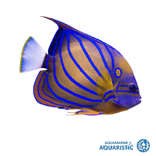 20CM+ Blue Ring Angelfish (Pomacanthus annularis)