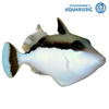 TINY White Tip Triggerfish (Sufflamen chrysopterus)