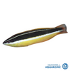 Pixie Wrasse (Coris pictoides)