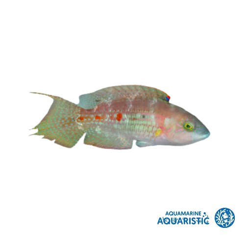 Two Spot Wrasse (Oxycheilinus bimaculatus)
