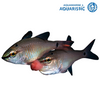 Spotnape Cardinal (Ostorhinchus notatus)