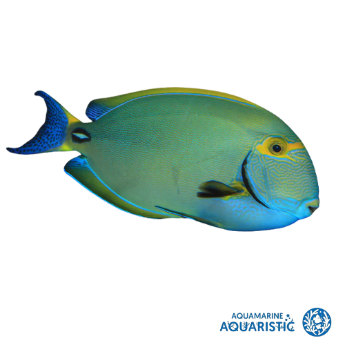 15-20CM Dussumieri Tang (Acanthurus dussumieri)