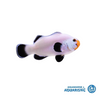 Ghost White Clownfish (Mature Adult)