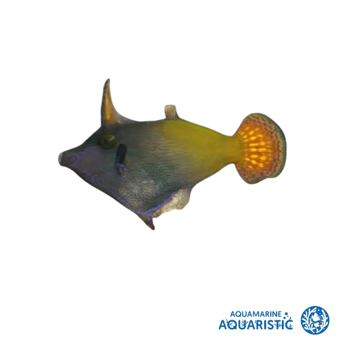 Orange Tailed Filefish (Pervagor Filefish)