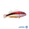 Freckleface Hawkfish