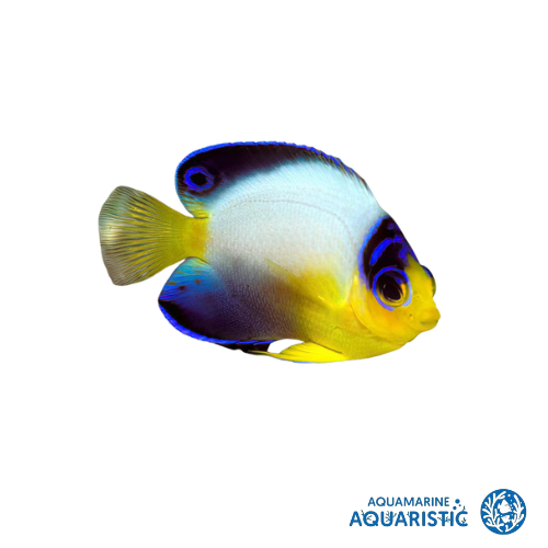 Multicolour Angelfish (Centropyge multicolor)