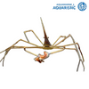 Arrow Crab (Stenorhynchus seticornis)