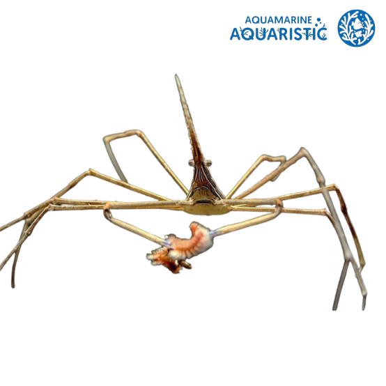 Arrow Crab (Stenorhynchus seticornis)