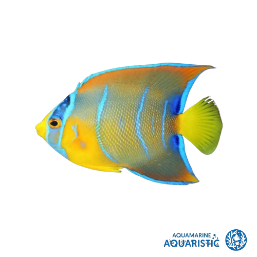 Queen Angelfish (Holacanthus ciliaris)