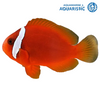Tomato Clownfish (Amphiprion frenatus)
