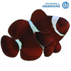 Maroon Clownfish (Premnas biaculeatus)