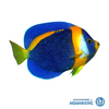 Adult Male - Scribbled Angelfish (Chaetodontoplus duboulayi)