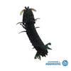 Green Mantis Shrimp (ONE PICTURED)