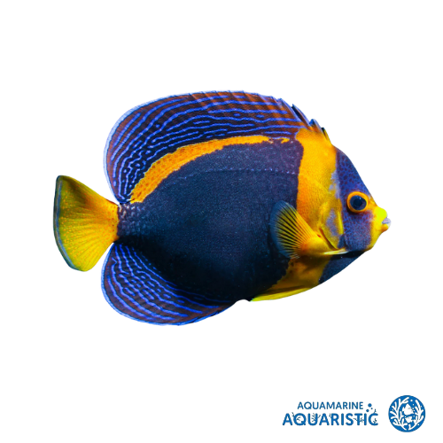 Adult Female - Scribbled Angelfish (Chaetodontoplus duboulayi)