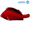 Flame Hawkfish (Neocirrhites armatus)
