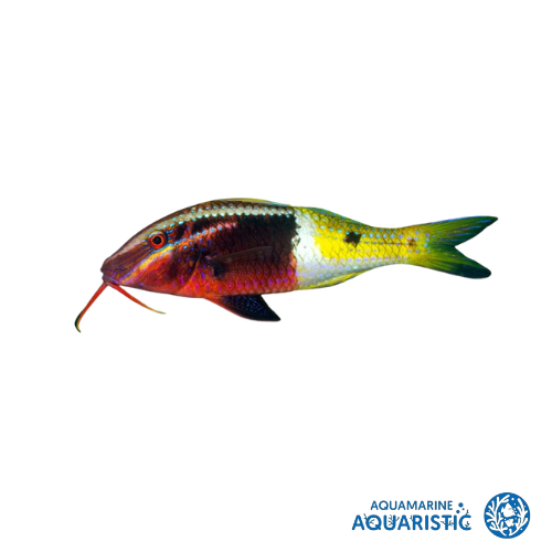 Bicolor Goatfish (Parupeneus barberinoides)