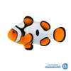 Da Vinci Clownfish (amphiprion ocellaris)