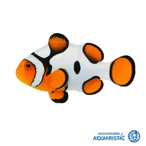 Da Vinci Clownfish (amphiprion ocellaris)
