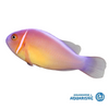 XL Pink skunk clownfish (Amphiprion perideraion)