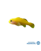Yellow Coral Goby (Gobiodon okinawae)