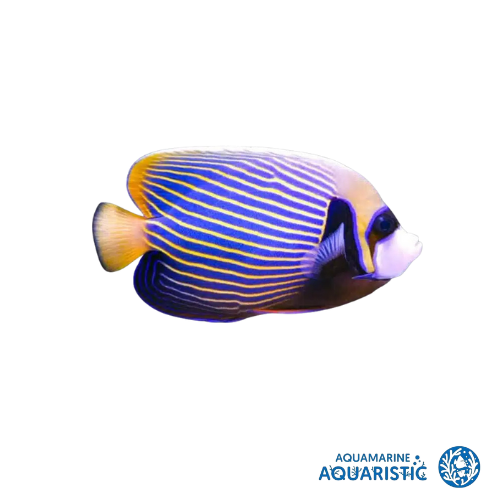 Adult Emperor Angelfish (Pomacanthus imperator)