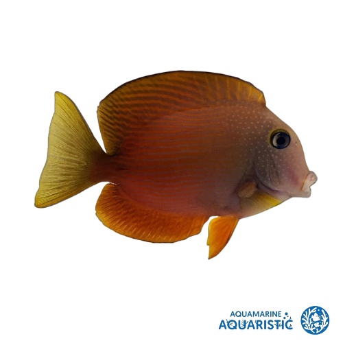 Blue-lipped Bristletooth (Ctenochaetus cyanocheilus)